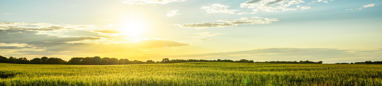 Field with setting sun